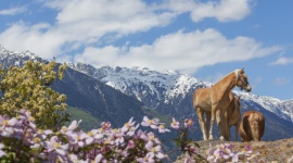 Urlop na przełomie zimy i wiosny w gospodarstwach agroturystycznych Roter Hahn LIFESTYLE, Podróże - Różnorodność i bogactwo natury Południowego Tyrolu najbardziej widoczne są właśnie na przełomie zimy i wiosny, kiedy to na szczytach górskich wciąż zalega śnieg, a w dolinach już rozkwitają pierwsze pąki.